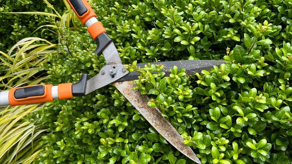Garden pruning and hedge trimming Epping Melbourne