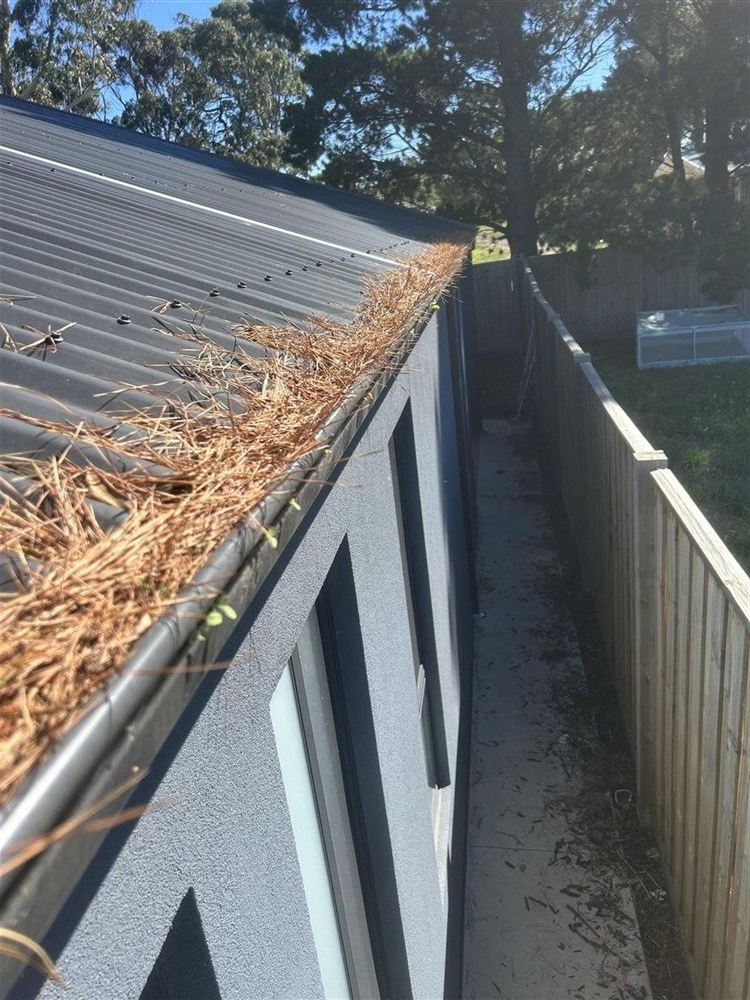 Gutters packed with pine needles and debris before cleaning